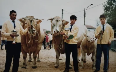 De la ferme à la table : Traçabilité et qualité dans l&rsquo;industrie bovine