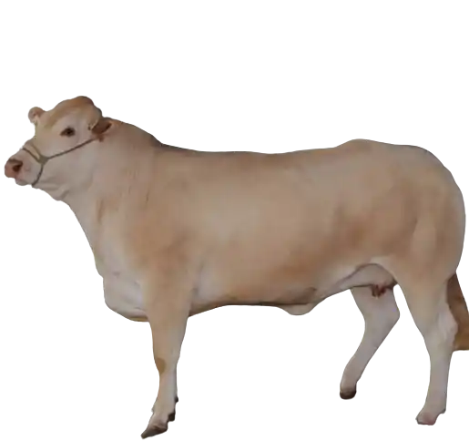 vaches-blonde-d-aquitaine-a-la-vente