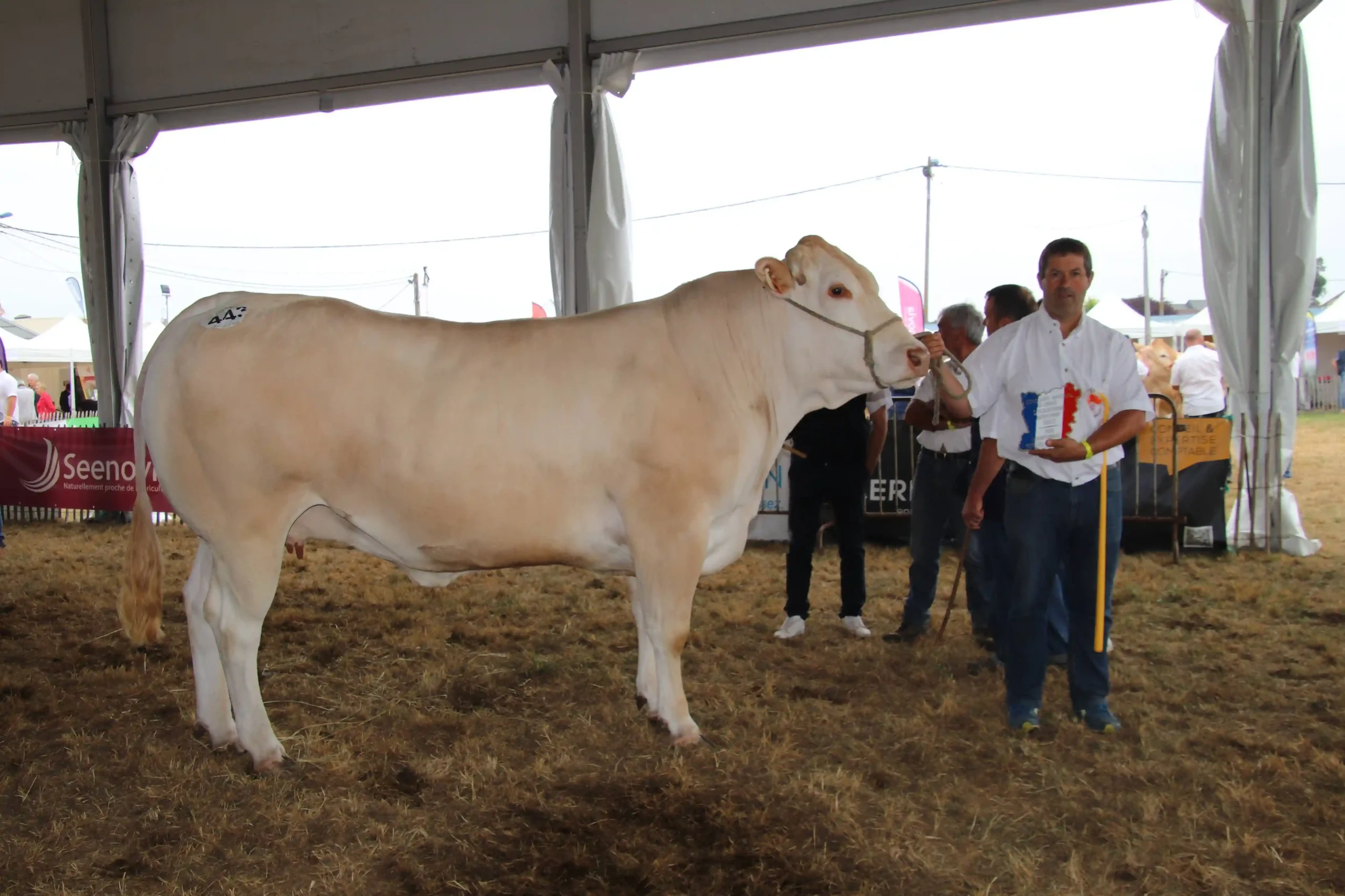 vache-gagnante-concours